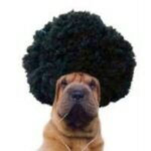 marcelolorenzati avatar