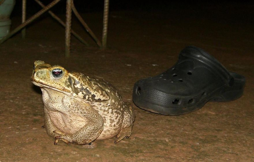 Wat A Way To Keep Paws