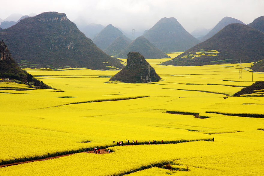 Canola Flower Field -china