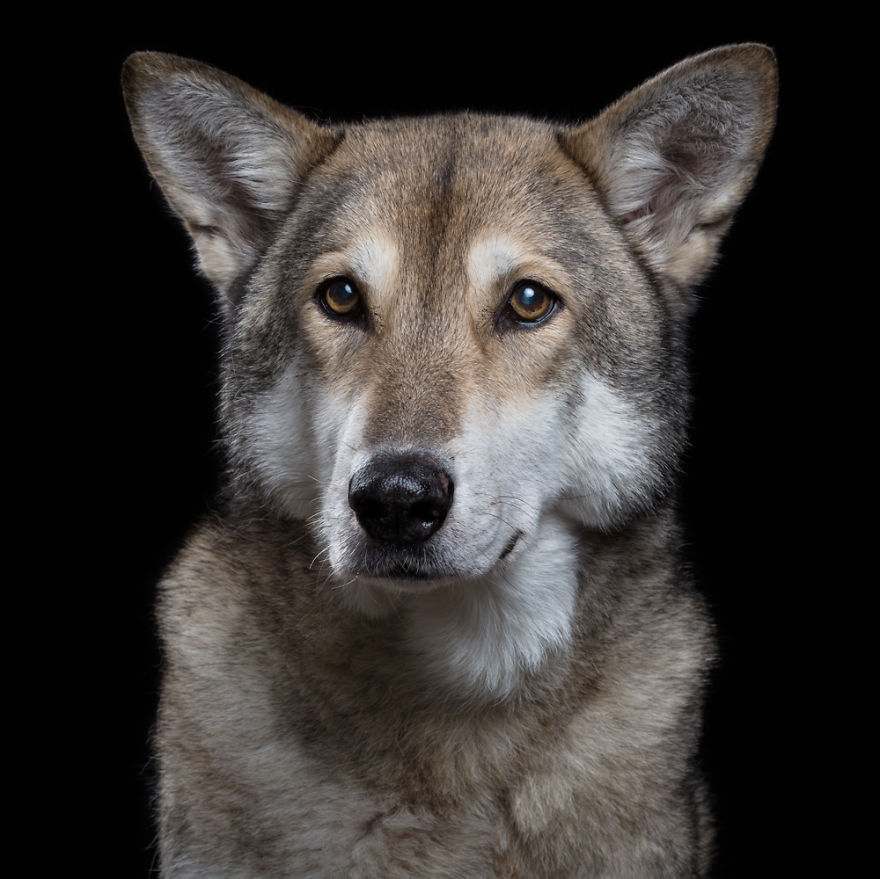 My Close, Personal Portraits Of Cats And Dogs (Part 2) My Close, Personal Portraits Of Cats And Dogs (Part 2)