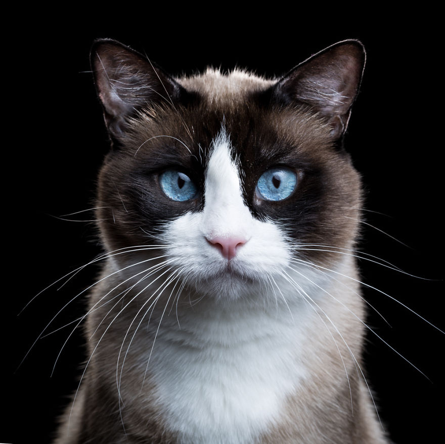 My Close, Personal Portraits Of Cats And Dogs (Part 2) My Close, Personal Portraits Of Cats And Dogs (Part 2)