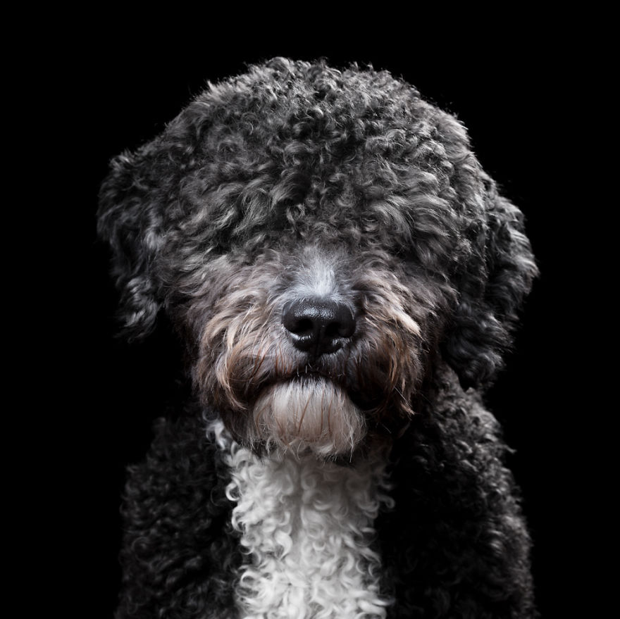 My Close, Personal Portraits Of Cats And Dogs (Part 2) My Close, Personal Portraits Of Cats And Dogs (Part 2)