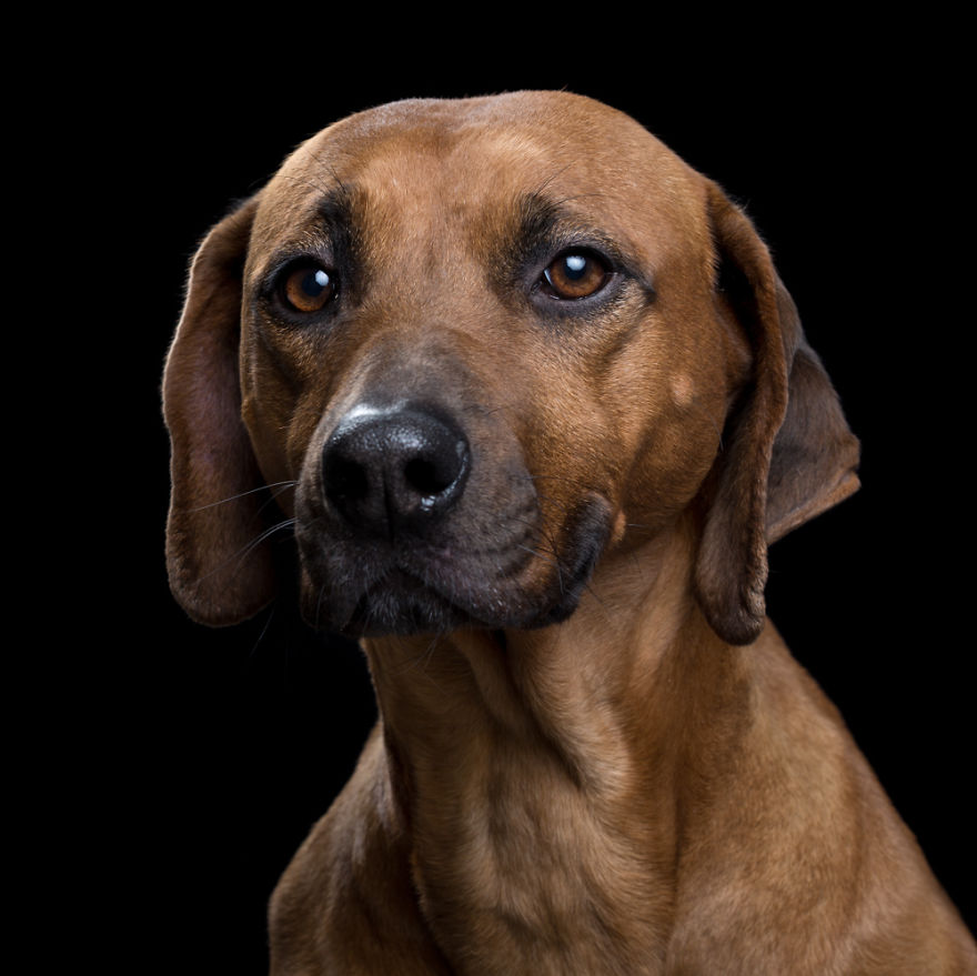 My Close, Personal Portraits Of Cats And Dogs (Part 2)