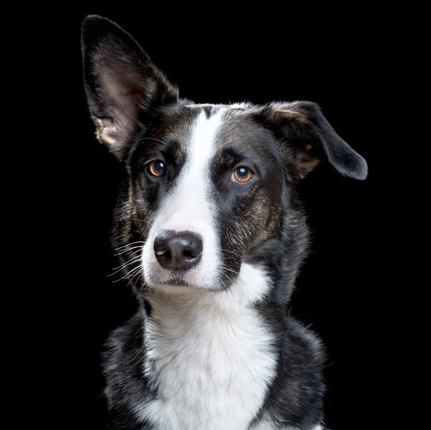 My Close, Personal Portraits Of Cats And Dogs (Part 2)