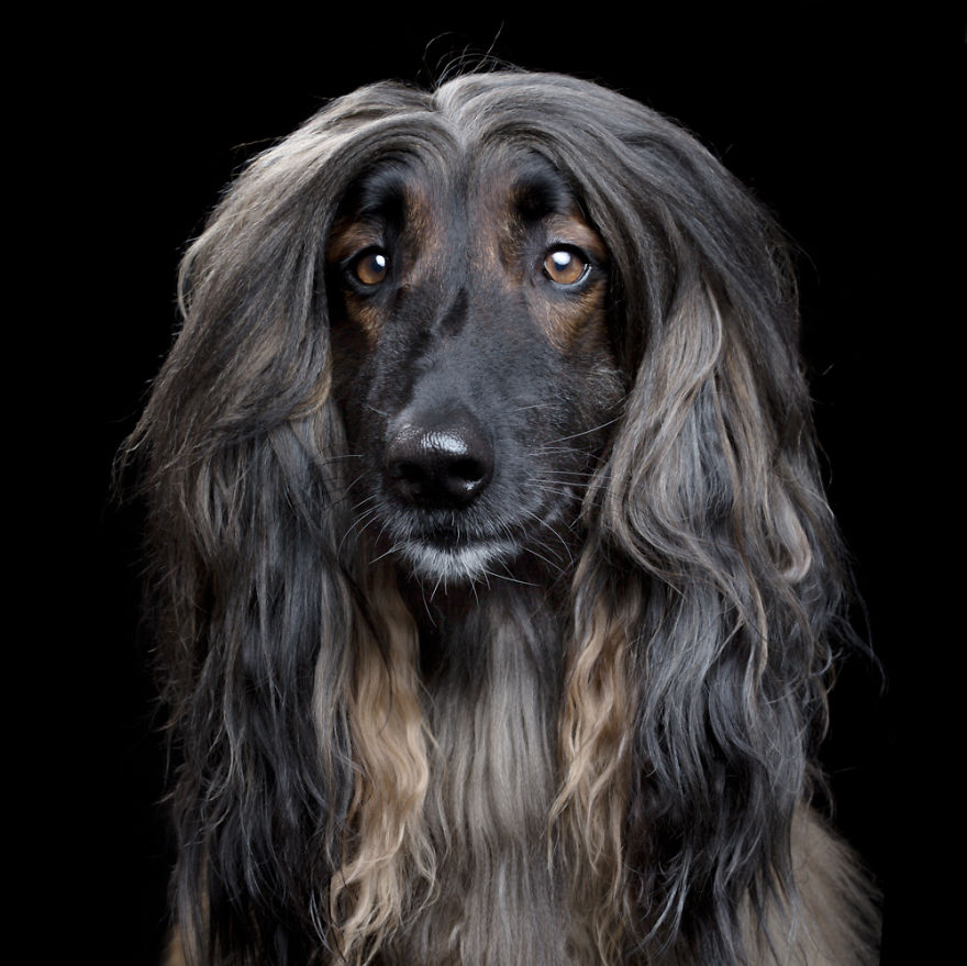 My Close, Personal Portraits Of Cats And Dogs (Part 2)