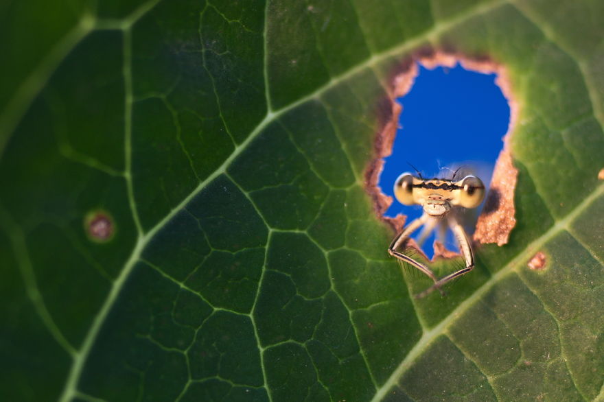 Adorable Dragonflies Hiding In My Backyard Adorable Dragonflies Hiding In My Backyard