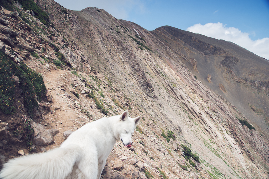 My Adopted Dog's Adventures: From Life In A Cage To Life On The Road My Adopted Dog's Adventures: From Life In A Cage To Life On The Road