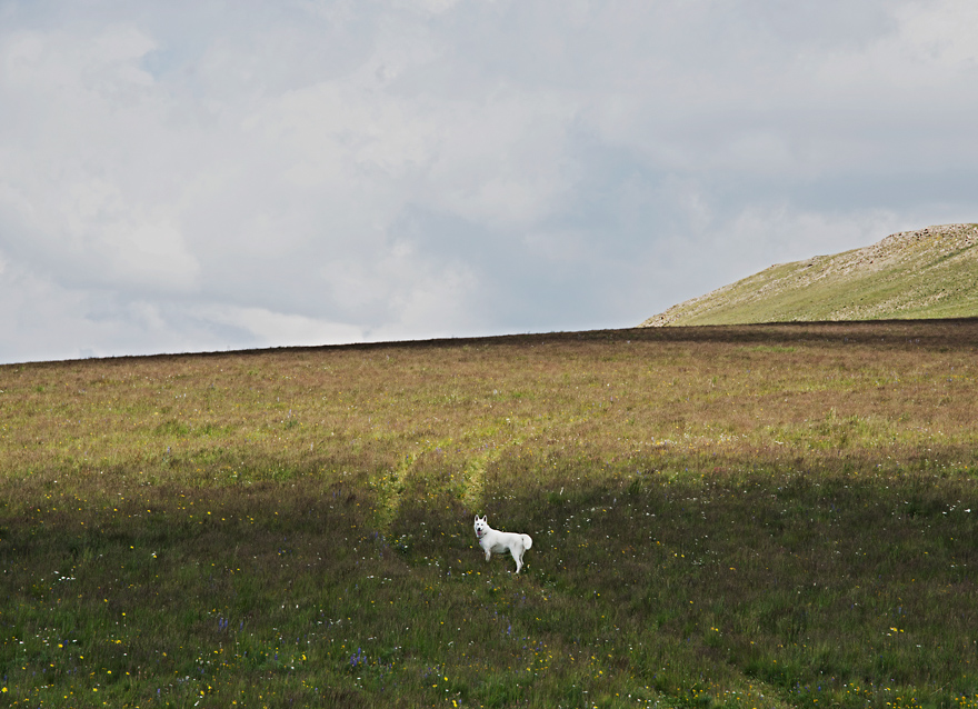 My Adopted Dog's Adventures: From Life In A Cage To Life On The Road My Adopted Dog's Adventures: From Life In A Cage To Life On The Road