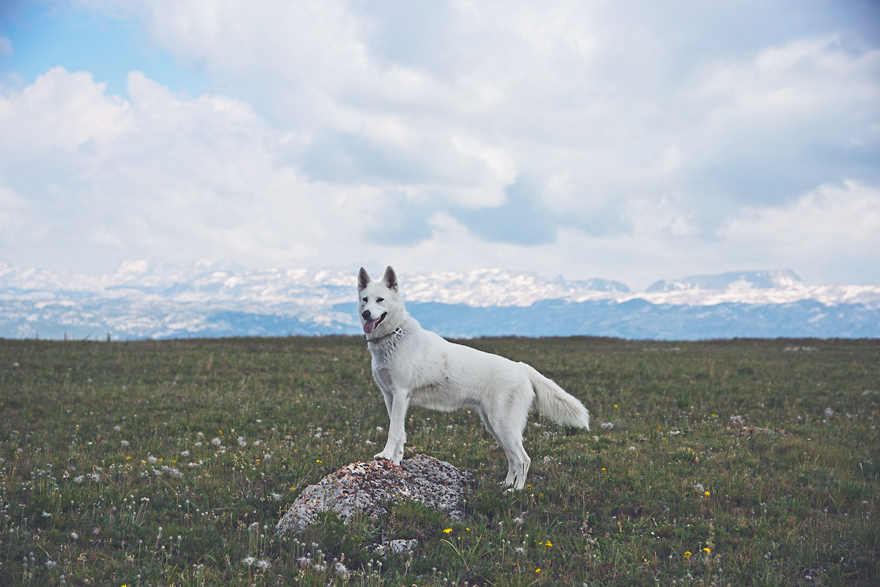 My Adopted Dog's Adventures: From Life In A Cage To Life On The Road My Adopted Dog's Adventures: From Life In A Cage To Life On The Road