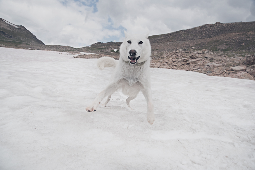 My Adopted Dog's Adventures: From Life In A Cage To Life On The Road My Adopted Dog's Adventures: From Life In A Cage To Life On The Road