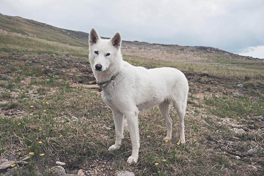 My Adopted Dog's Adventures: From Life In A Cage To Life On The Road My Adopted Dog's Adventures: From Life In A Cage To Life On The Road