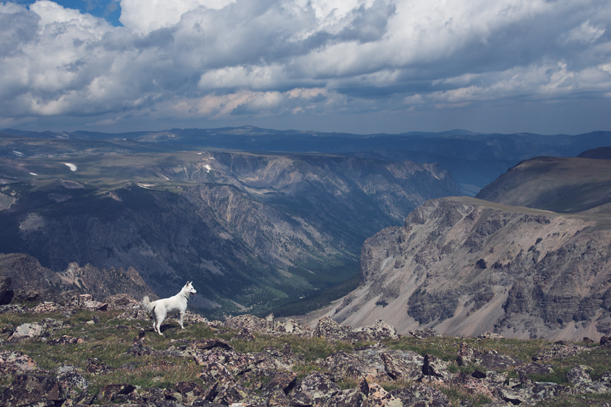 My Adopted Dog's Adventures: From Life In A Cage To Life On The Road My Adopted Dog's Adventures: From Life In A Cage To Life On The Road