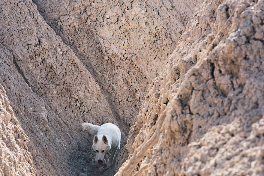 My Adopted Dog's Adventures: From Life In A Cage To Life On The Road My Adopted Dog's Adventures: From Life In A Cage To Life On The Road