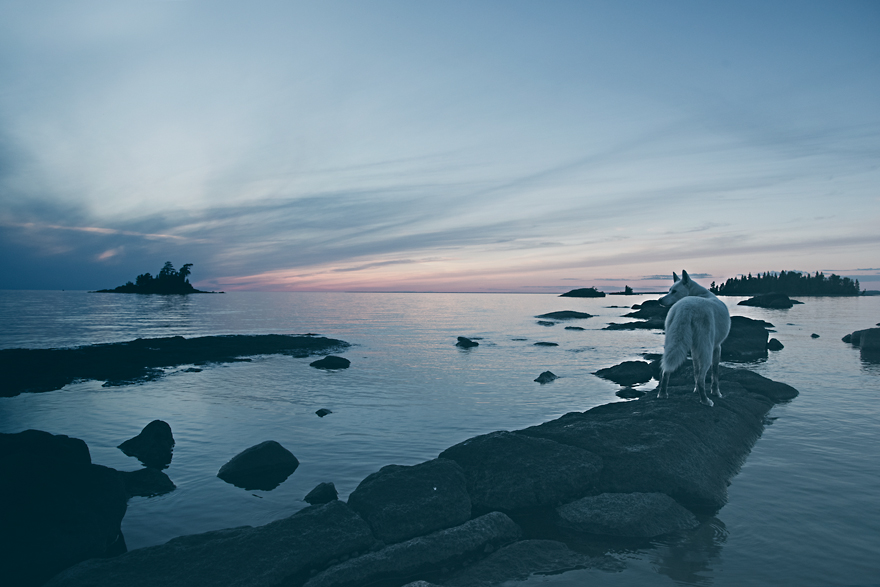 My Adopted Dog's Adventures: From Life In A Cage To Life On The Road My Adopted Dog's Adventures: From Life In A Cage To Life On The Road