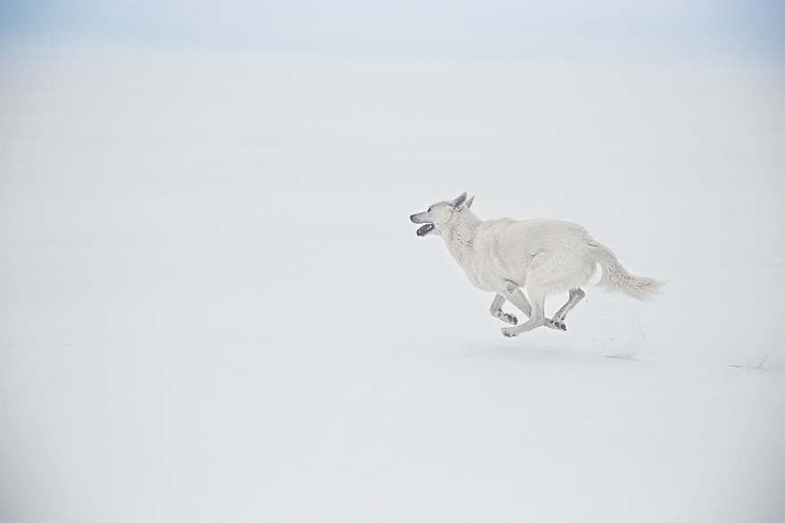 My Adopted Dog's Adventures: From Life In A Cage To Life On The Road My Adopted Dog's Adventures: From Life In A Cage To Life On The Road