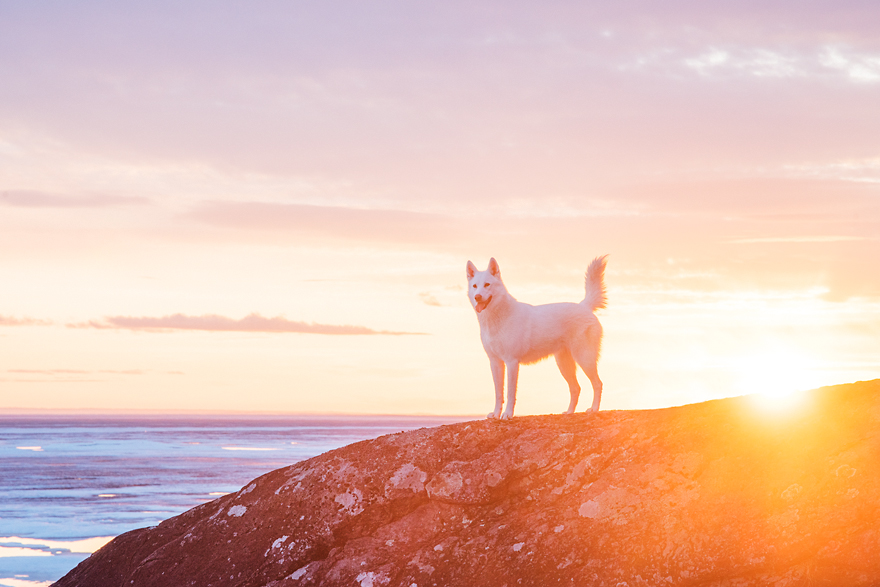 My Adopted Dog's Adventures: From Life In A Cage To Life On The Road My Adopted Dog's Adventures: From Life In A Cage To Life On The Road