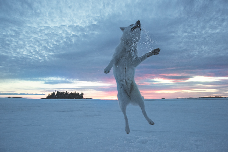 My Adopted Dog's Adventures: From Life In A Cage To Life On The Road My Adopted Dog's Adventures: From Life In A Cage To Life On The Road