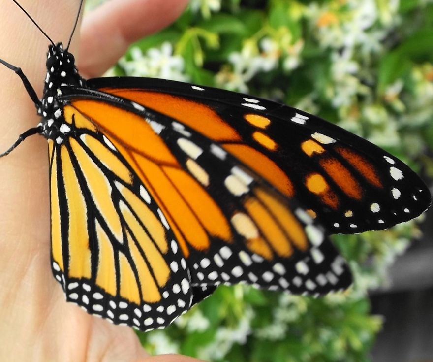 Close-up of a vibrant butterfly resting on a hand, showcasing bright orange and black wings like Disney animals in real life.