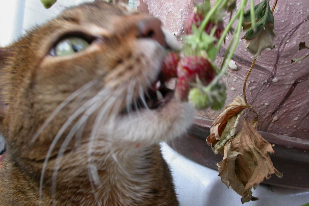Sugar Picking Strawberries. She Was A Fruit Eater