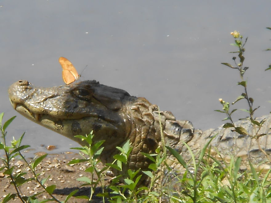 Crocodile resting by water with a butterfly perched on its snout, showcasing animals with butterflies in nature.