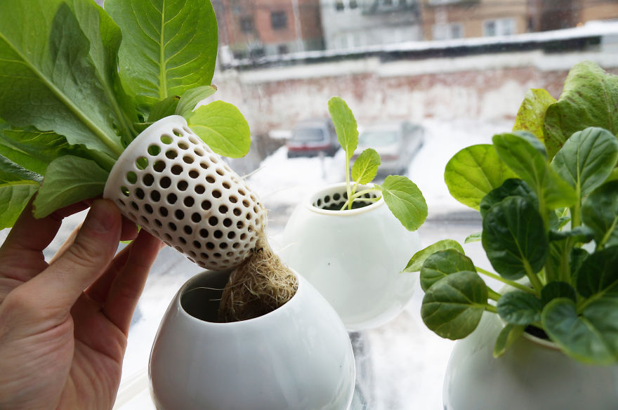 My Window Greenhouse Grows Fresh Vegetables All Year Long My Window Greenhouse Grows Fresh Vegetables All Year Long