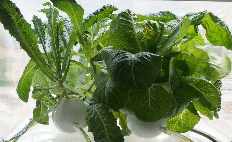 My Window Greenhouse Grows Fresh Vegetables All Year Long My Window Greenhouse Grows Fresh Vegetables All Year Long