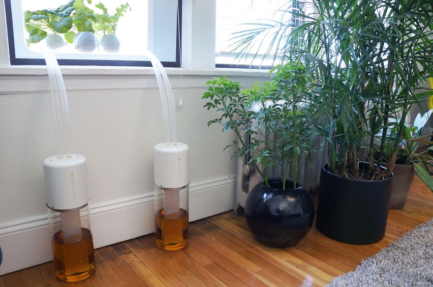 My Window Greenhouse Grows Fresh Vegetables All Year Long