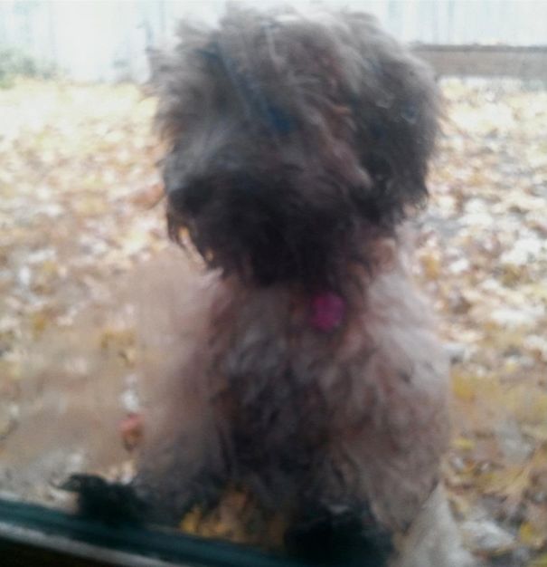 You Always Say I Look Like A Mop ... Now I Look Like A Dirty Mop.