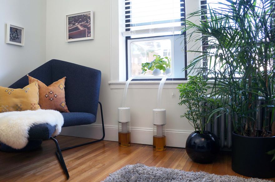 My Window Greenhouse Grows Fresh Vegetables All Year Long My Window Greenhouse Grows Fresh Vegetables All Year Long