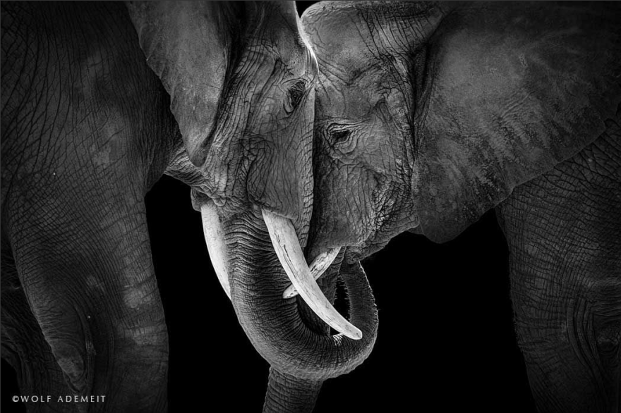 Elephant Love: Photographer Shows The Emotional Side Of Giants Elephant Love: Photographer Shows The Emotional Side Of Giants