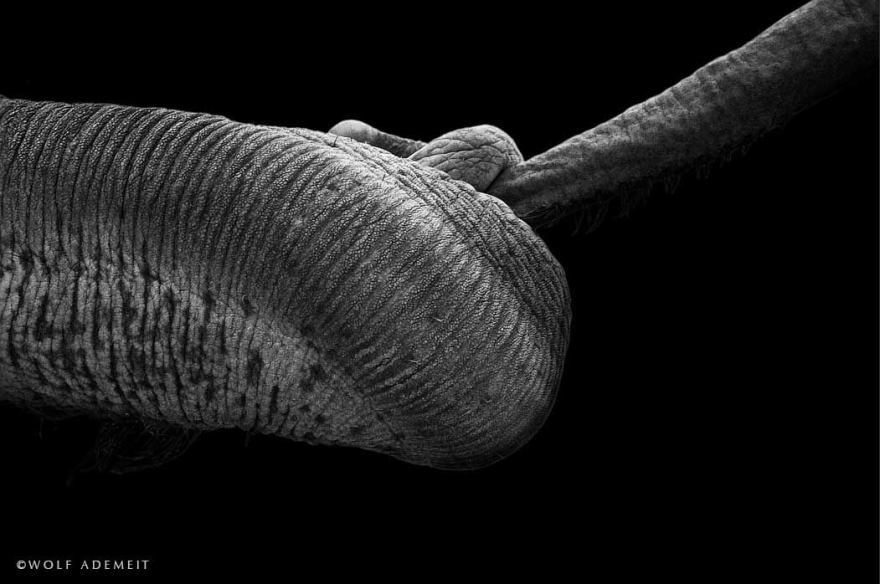 Elephant Love: Photographer Shows The Emotional Side Of Giants Elephant Love: Photographer Shows The Emotional Side Of Giants