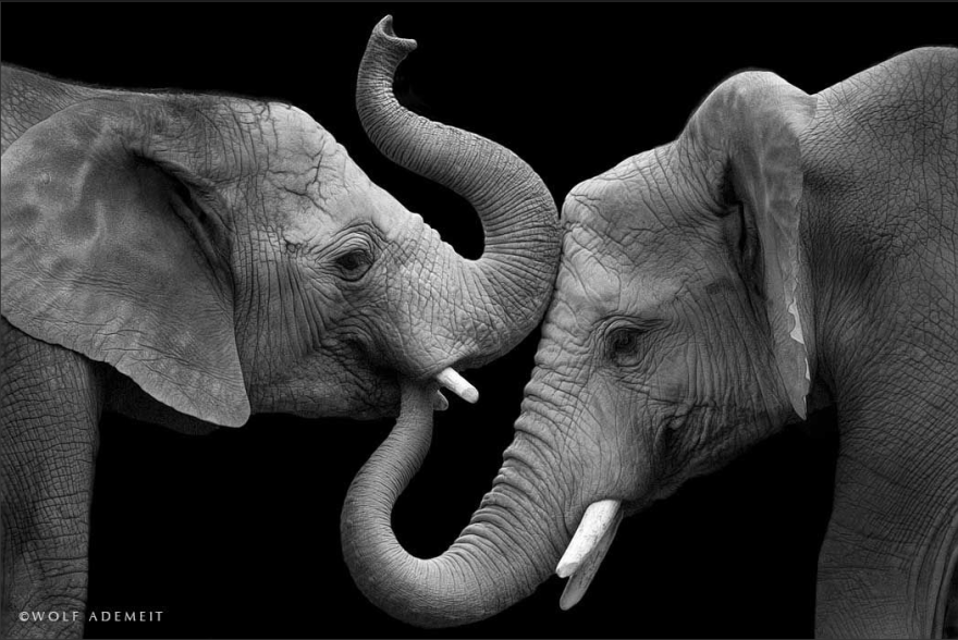 Elephant Love: Photographer Shows The Emotional Side Of Giants Elephant Love: Photographer Shows The Emotional Side Of Giants
