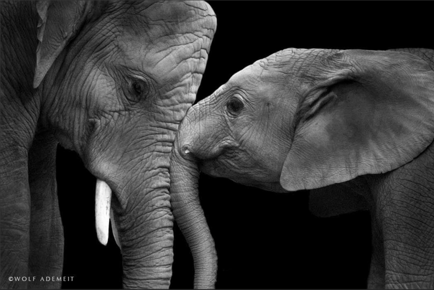 Elephant Love: Photographer Shows The Emotional Side Of Giants Elephant Love: Photographer Shows The Emotional Side Of Giants