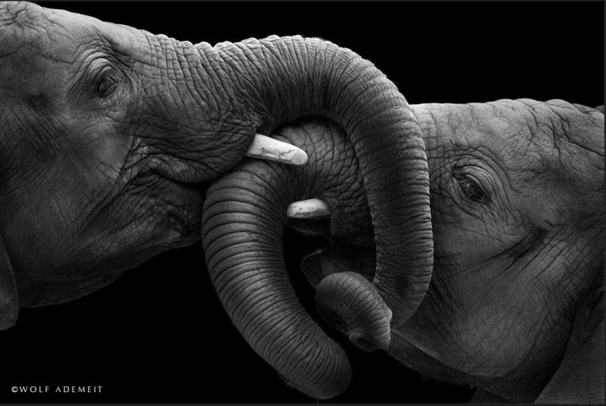 Elephant Love: Photographer Shows The Emotional Side Of Giants