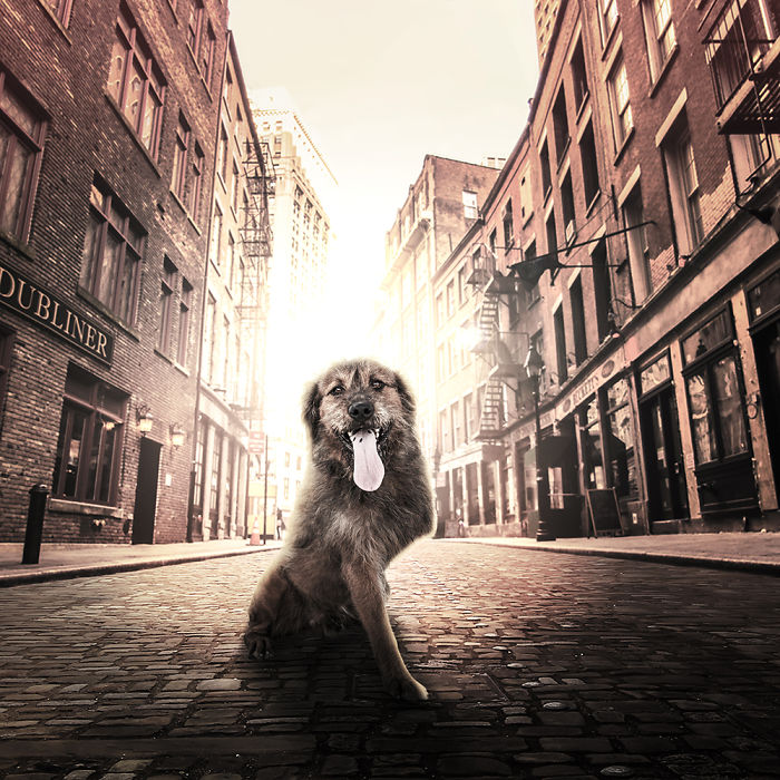 Surreal Rescue Dogs Finally Get Their Own Book!