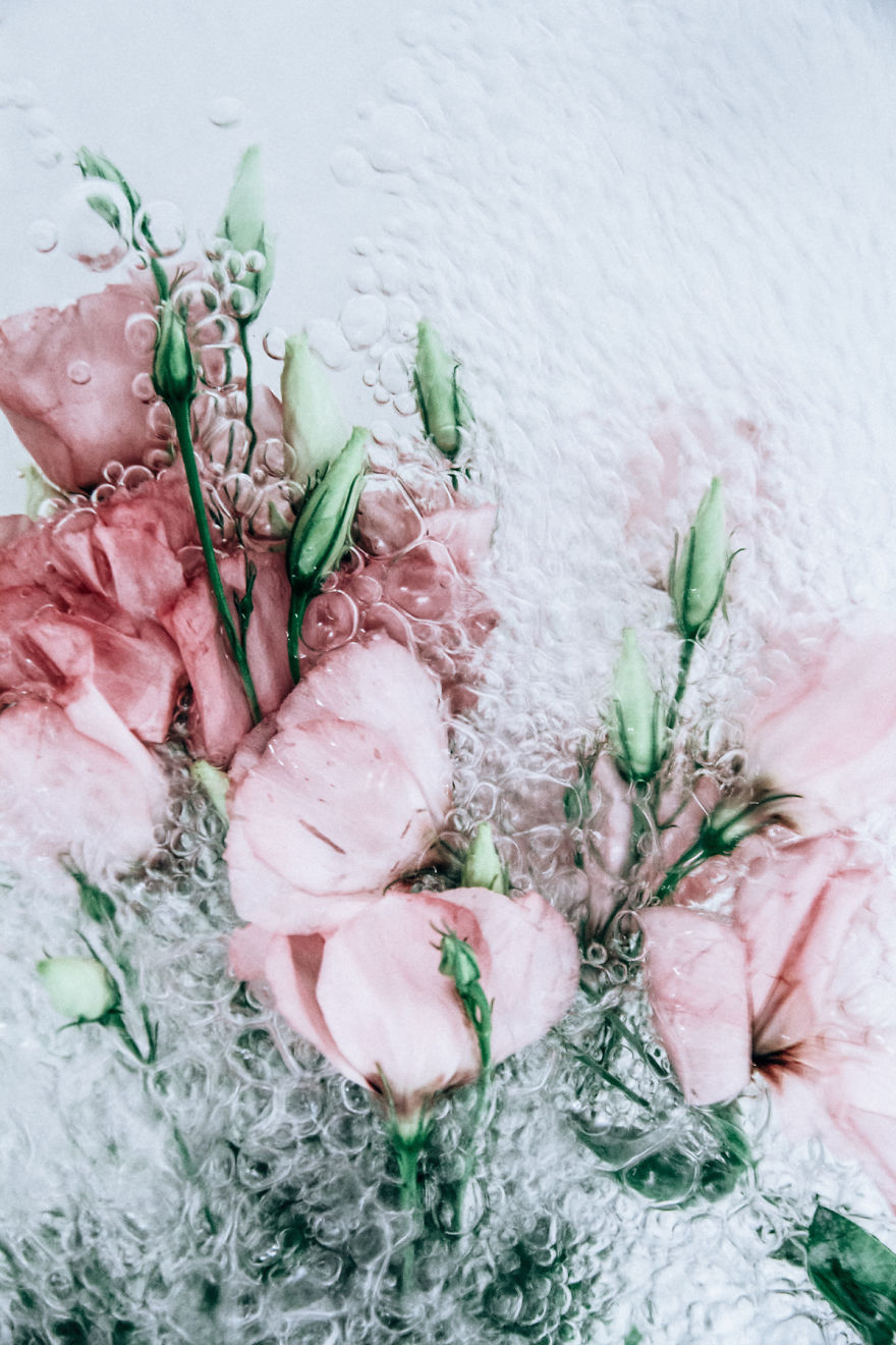 Flotsam: Flower Portraits Captured Underwater Flotsam: Flower Portraits Captured Underwater