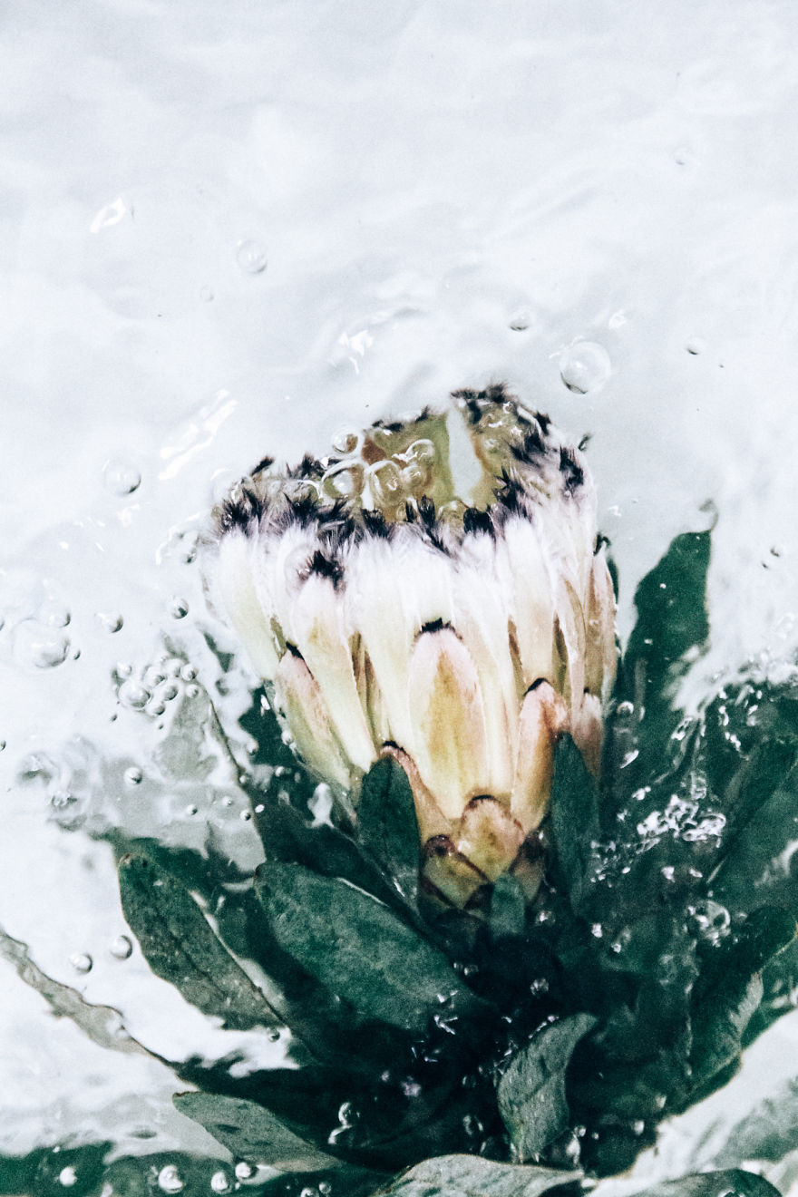Flotsam: Flower Portraits Captured Underwater Flotsam: Flower Portraits Captured Underwater