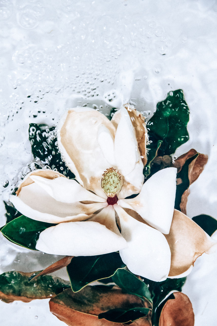 Flotsam: Flower Portraits Captured Underwater Flotsam: Flower Portraits Captured Underwater