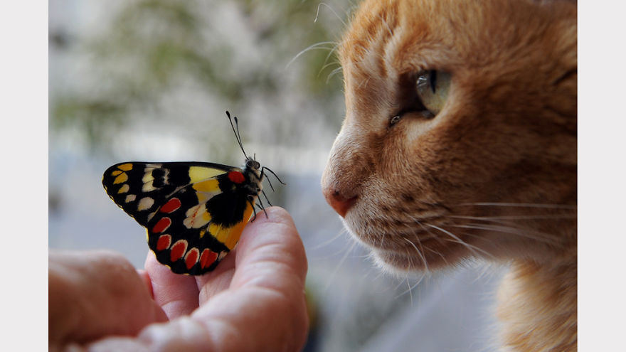 A colorful butterfly resting on a person's hand, closely facing an orange cat in a natural lighting setting.