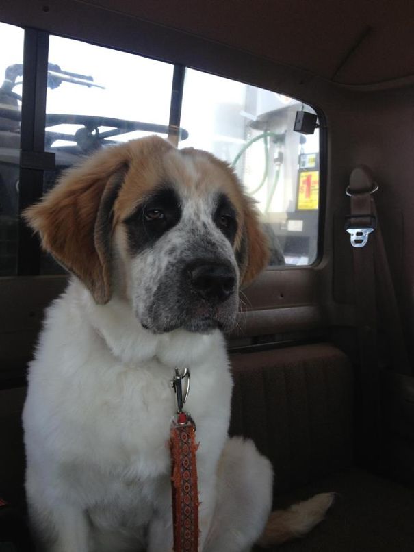 My Baby At 4 Months ... Hawk Is A Saint Pyrenees .