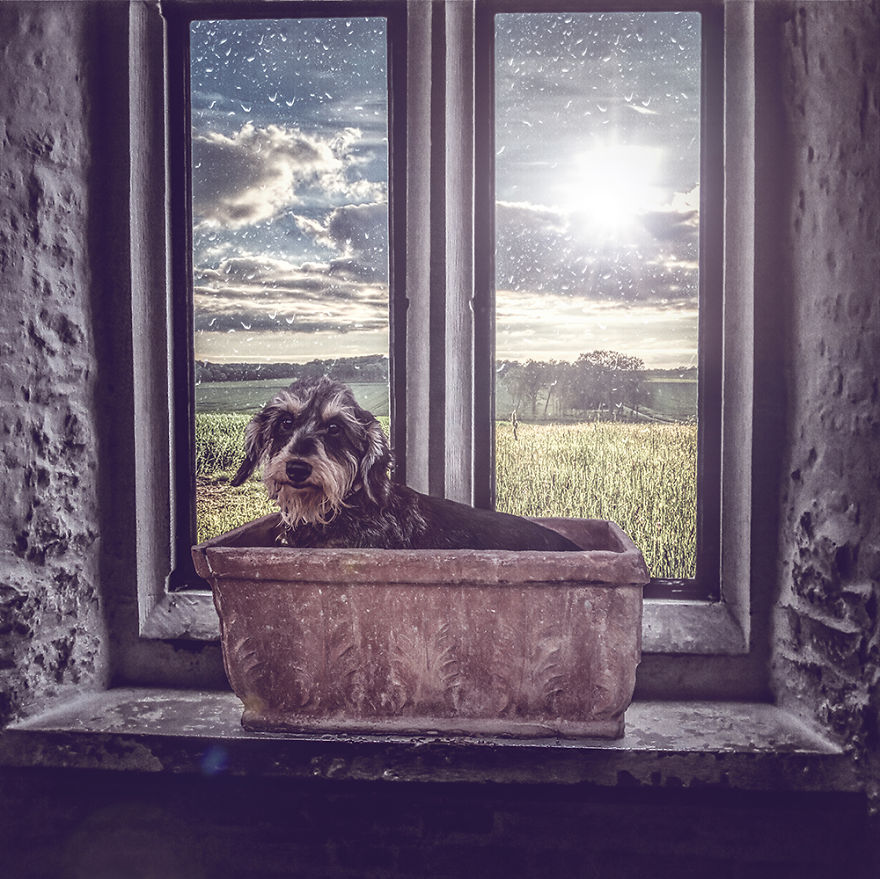 Surreal Rescue Dogs Finally Get Their Own Book! Surreal Rescue Dogs Finally Get Their Own Book!