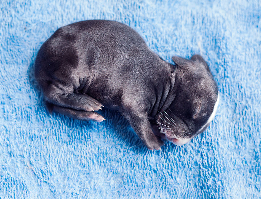 30 Days Of My Baby Bunnies Growing Up 30 Days Of My Baby Bunnies Growing Up