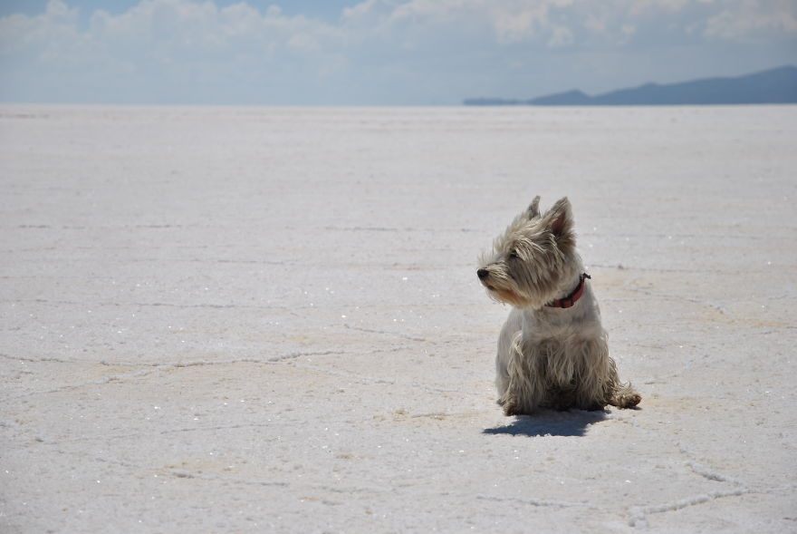 I'm Cycling 26,000 Km Around The World With My Blind Dog Tulku I'm Cycling 26,000 Km Around The World With My Blind Dog Tulku