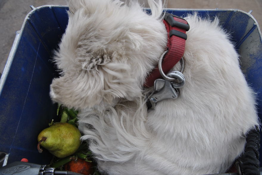 I'm Cycling 26,000 Km Around The World With My Blind Dog Tulku