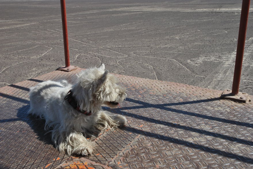 I'm Cycling 26,000 Km Around The World With My Blind Dog Tulku I'm Cycling 26,000 Km Around The World With My Blind Dog Tulku
