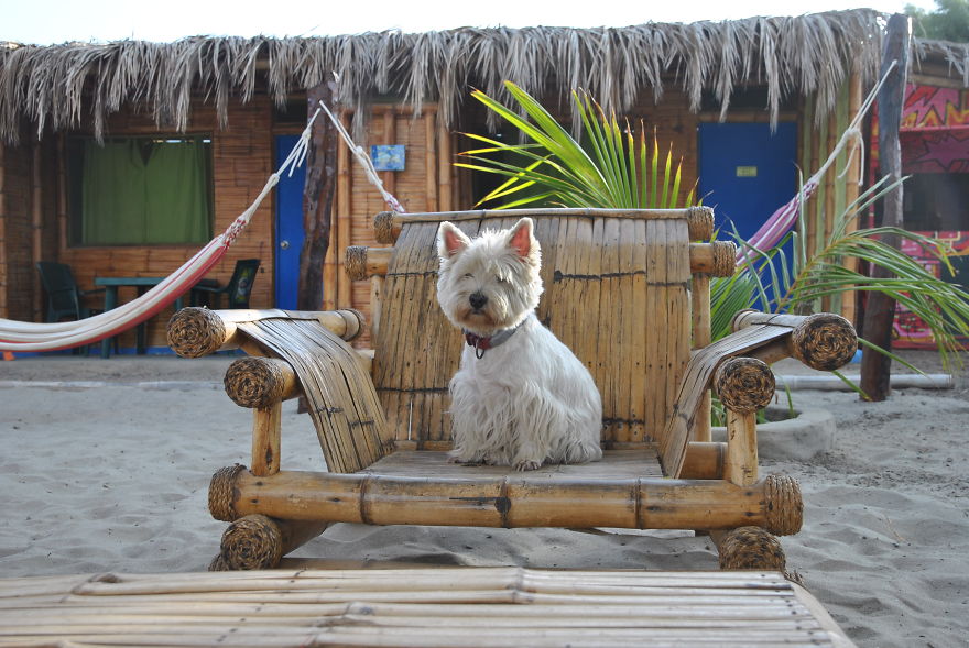 I'm Cycling 26,000 Km Around The World With My Blind Dog Tulku I'm Cycling 26,000 Km Around The World With My Blind Dog Tulku