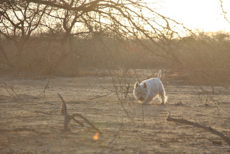 I'm Cycling 26,000 Km Around The World With My Blind Dog Tulku I'm Cycling 26,000 Km Around The World With My Blind Dog Tulku