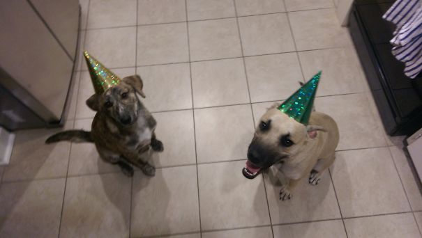 A New Little Brother Is The Perfect Reason For A Party!