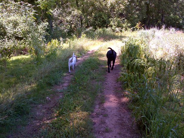 Just Two Old Buddies Strolling Along On The Farm