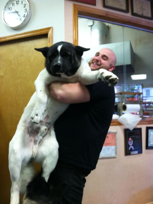 Big Dog Workout. Gunner, American Akita 120lbs.